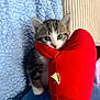 kitten, cat, blue_eyes, plush_toy, red, blanket, cushion, indoor, cute, pet, small, fur, animal, tabby, white_paws, soft, cozy, young, playful, resting