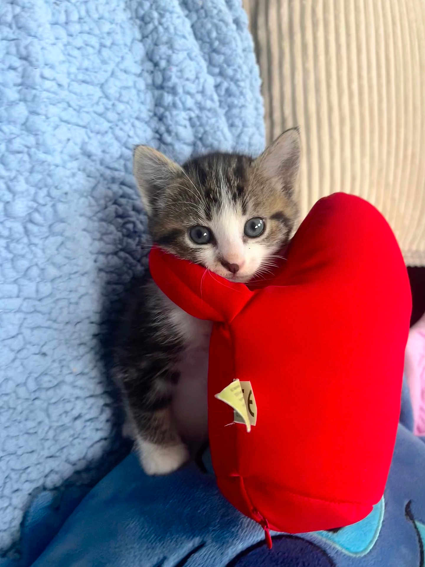 Pitch participe au concours pour gagner de l'argent avec cette photo : kitten, cat, blue_eyes, plush_toy, red, blanket, cushion, indoor, cute, pet, small, fur, animal, tabby, white_paws, soft, cozy, young, playful, resting