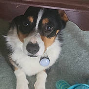 Dillie joined the competition — help win amazing prizes! dog, pet, indoor, carpet, toy, table, wooden_furniture, tricolor, paws, collar, curious, closeup, animal, cute, companion, domestic, playing, floor, looking, relaxed