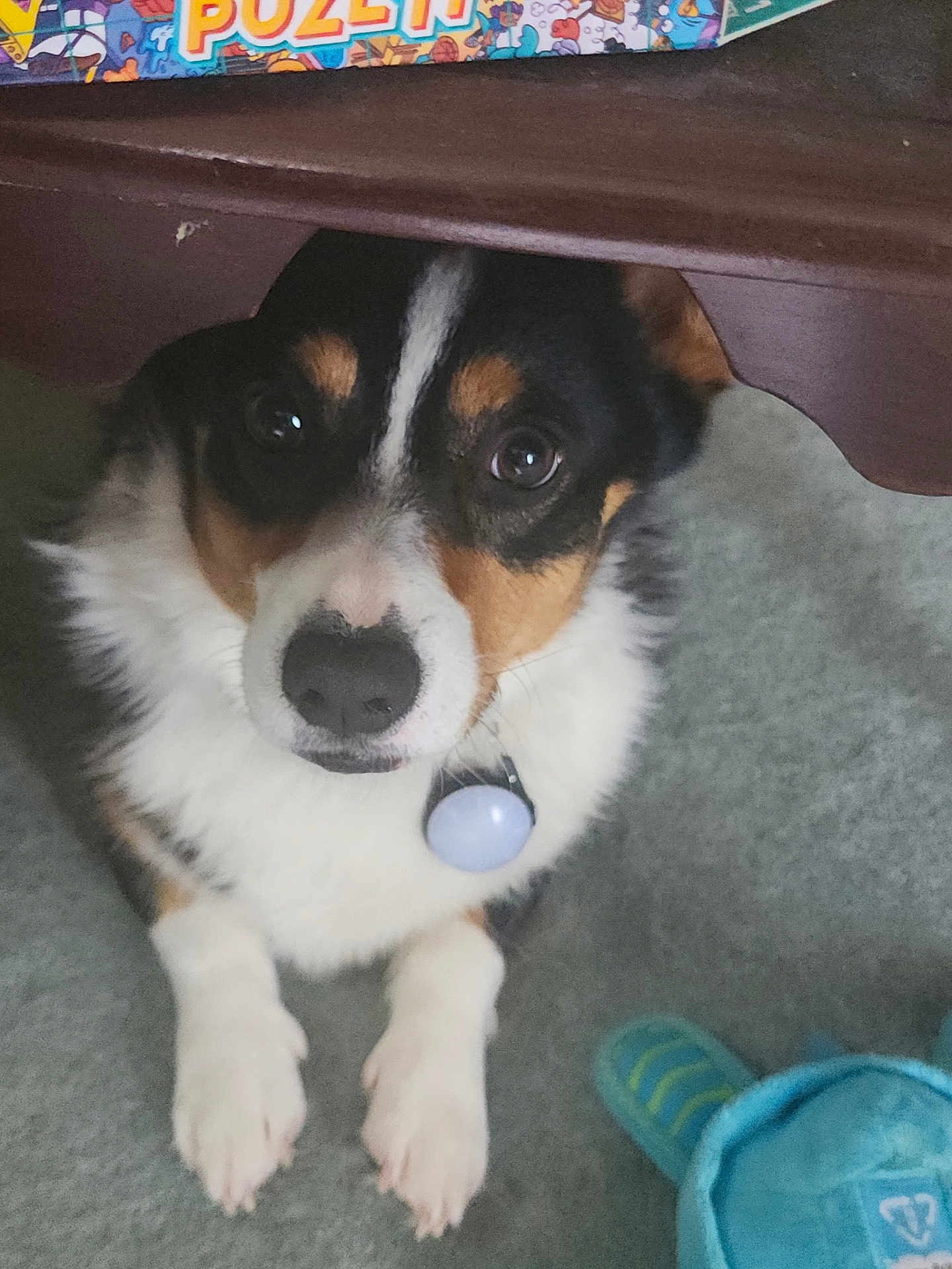 Dillie joined the competition — help win amazing prizes! dog, pet, indoor, carpet, toy, table, wooden_furniture, tricolor, paws, collar, curious, closeup, animal, cute, companion, domestic, playing, floor, looking, relaxed
