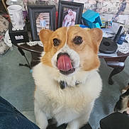 Winston is registered to the contest to win money with this photo: animal, canine, carpet, coffee_table, collar, corgi, cute, dog, domestic_animal, ears, frame, fur, furniture, indoor, living_room, mammal, pet, photograph, sofa, tongue_out