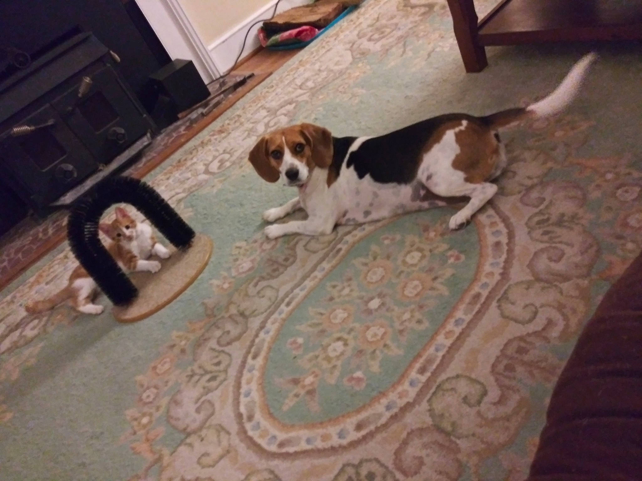 Caroline joined the competition — help win amazing prizes! american_foxhound, basset_artesien_normand, beagle, beaglier, canidae, carnivore, companion_dog, coonhound, dog, dog_breed, estonian_hound, floor, harrier, hound, mammal, pocket_beagle, puppy, scent_hound, treeing_walker_coonhound, vertebrate