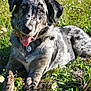 dog, speckled_coat, tongue_out, bone, grass, daisies, flower_meadow, sunlight, outdoor, pet, canine, animal, playful, lying_down, nature, summer, collar, tag, happy, relaxed