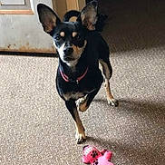 Sally is registered to the contest to win money with this photo: dog, toy, pink_toy, carpet, indoor, pet, black_dog, tan_markings, ears, alert, door, floor, animal, playful, cute, companion, domestic, small_dog, pet_toy, looking