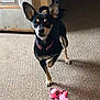 dog, toy, pink_toy, carpet, indoor, pet, black_dog, tan_markings, ears, alert, door, floor, animal, playful, cute, companion, domestic, small_dog, pet_toy, looking