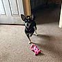 dog, toy, indoor, carpet, pet, black_dog, small_dog, playful, door, furniture, animal, canine, tan_markings, pink_toy, paw_prints, home, alert, standing, raised_paw, domestic