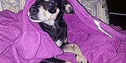 Sally joined the competition — help win amazing prizes! dog, blanket, purple, couch, indoor, pet, fur, animal, resting, cozy, wood_paneling, fabric, snuggled, small_dog, relaxed, domestic, comfort, paw, face, fur_pattern
