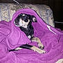 dog, blanket, purple, couch, indoor, pet, fur, animal, resting, cozy, wood_paneling, fabric, snuggled, small_dog, relaxed, domestic, comfort, paw, face, fur_pattern