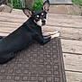 dog, black_dog, small_dog, ears, doormat, wooden_porch, grass, outdoor, pet, animal, looking_back, curious, brown, black, tan, wood, post, side_view, resting, quiet