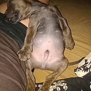 Tazz is registered to the contest to win money with this photo: puppy, dog, sleeping, pet, animal, indoor, relaxed, cute, belly_up, paw, fur, person, lap, resting, brown, canine, young, cozy, bed, blanket