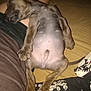 puppy, dog, sleeping, pet, animal, indoor, relaxed, cute, belly_up, paw, fur, person, lap, resting, brown, canine, young, cozy, bed, blanket