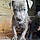 Tazz