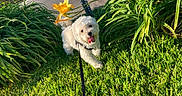 Ginger is registered to the contest to win money with this photo: cute, dog, flower, fluffy, garden, grass, greenery, happy, leash, nature, outdoor, pet, plant, playful, sidewalk, small_dog, spring, sunlight, white_dog, yellow_flower