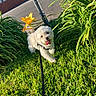 cute, dog, flower, fluffy, garden, grass, greenery, happy, leash, nature, outdoor, pet, plant, playful, sidewalk, small_dog, spring, sunlight, white_dog, yellow_flower