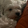 animal, blurred, close_up, companion, cozy, cushion, cute, dog, fluffy, fur, home, indoor, orange_cushion, pet, relaxing, resting, sleeping, snuggle, soft_focus, white_dog