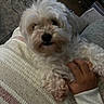 Ginger is registered to the contest to win money with this photo: animal, blanket, blurred, carpet, christmas_decoration, closeup, comfort, cozy, cute, dog, fluffy, fur, hand, holiday, home, indoor, pet, resting, soft, white_dog