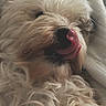 Ginger is registered to the contest to win money with this photo: animal, blanket, closeup, companion, cozy, cute, cute_pet, dog, face, fluffy, fur, indoors, licking, mammal, pet, resting, sleeping, snout, tongue, whiskers
