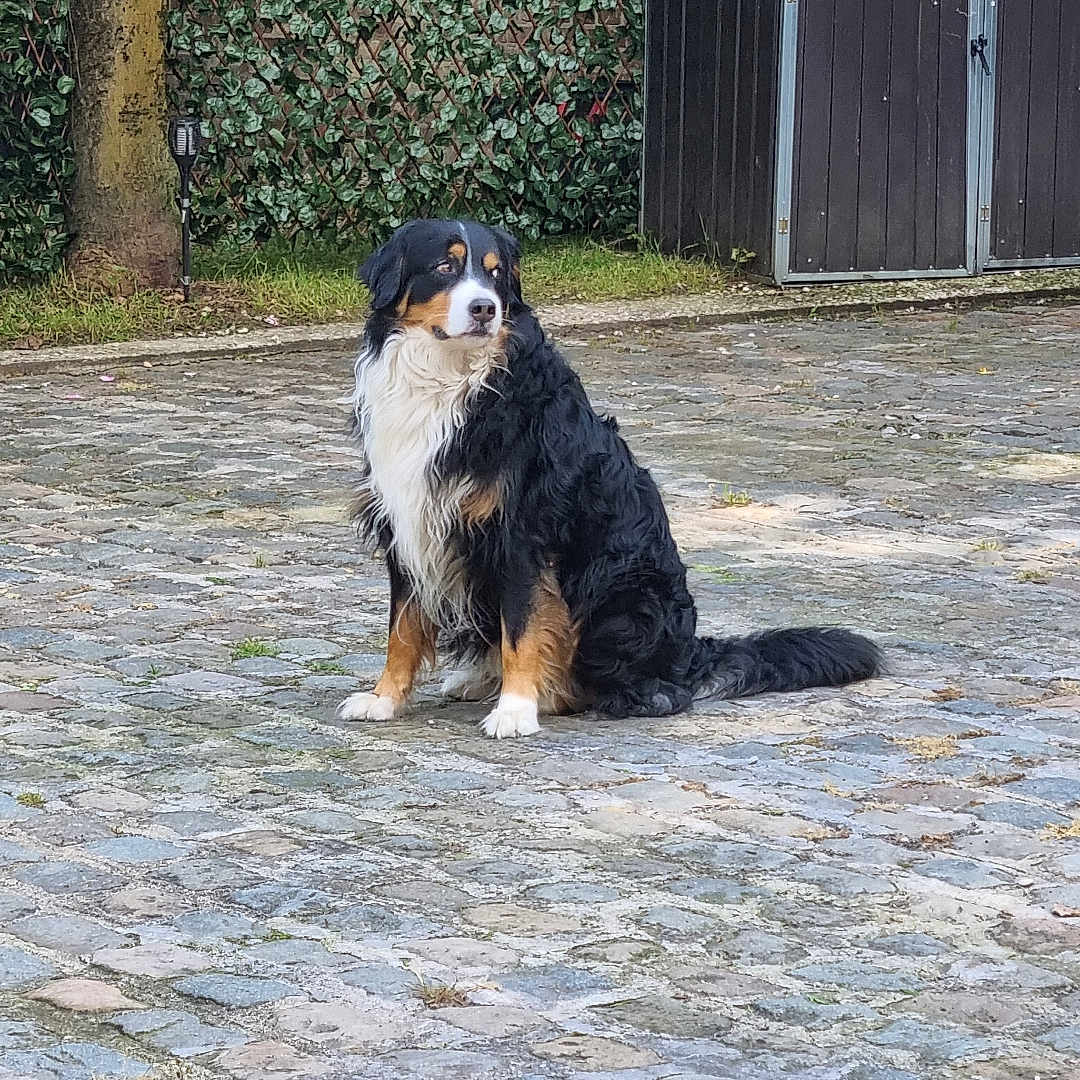 Billy participe au concours pour gagner de l'argent avec cette photo : animal, architecture, backyard, brick, building, canine, city, dog, flagstone, nature, outdoors, path, pet, road, rock, slate, street, urban, walkway, yard