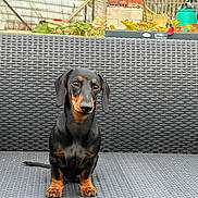 Comète a rejoint le concours — aidez-le/la à gagner de superbes lots ! dachshund, dog, pet, animal, outdoor, bench, wicker, black, brown, sitting, garden, fence, cute, ears, tail, paws, fur, expression, nature, daylight