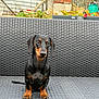 animal, bench, black, brown, cute, dachshund, daylight, dog, ears, expression, fence, fur, garden, nature, outdoor, paws, pet, sitting, tail, wicker