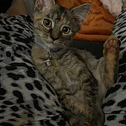 Minnie joined the competition — help win amazing prizes! kitten, cat, pet, animal, feline, pajamas, leopard_print, paw, collar, bell, indoor, couch, blanket, relaxing, cute, young_animal, fur, whiskers, ears, eyes