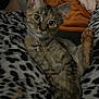 kitten, cat, pet, animal, feline, pajamas, leopard_print, paw, collar, bell, indoor, couch, blanket, relaxing, cute, young_animal, fur, whiskers, ears, eyes