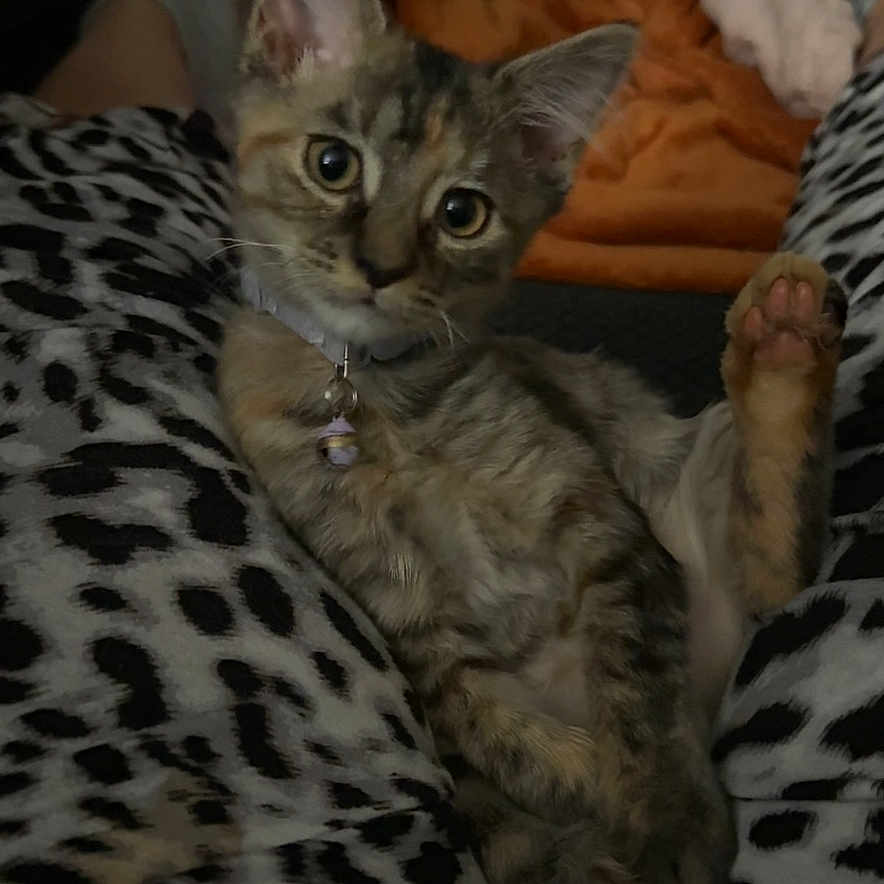 Minnie
