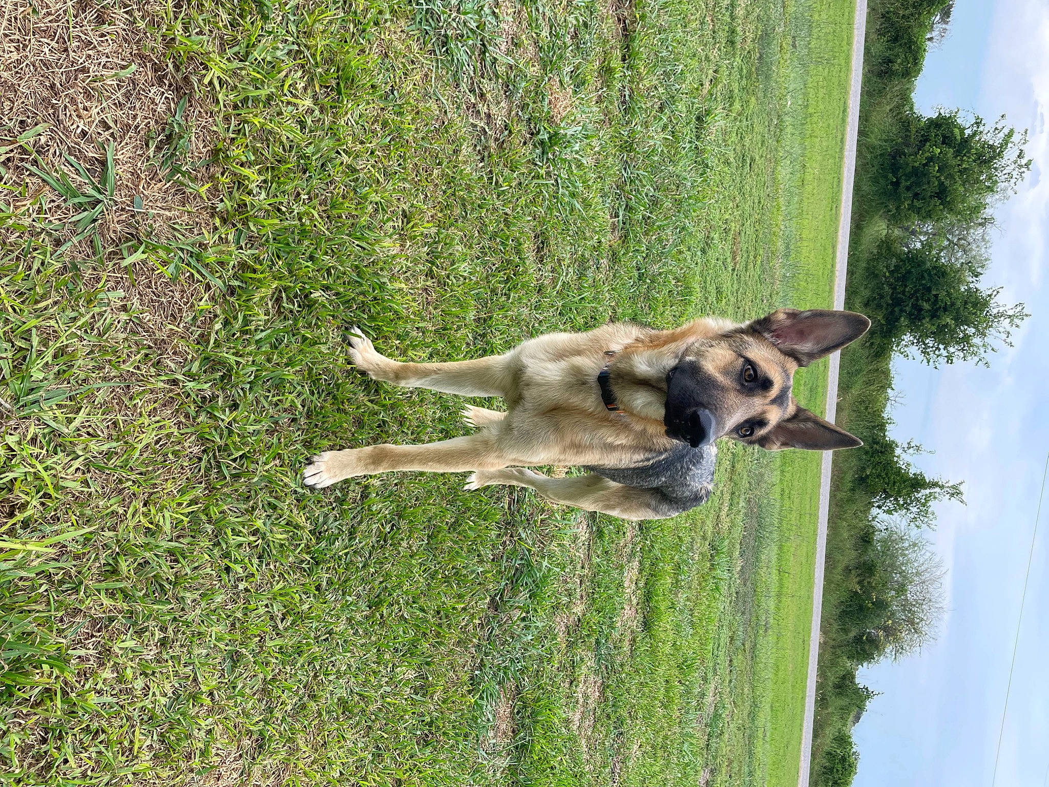 Thor joined the competition — help win amazing prizes! biting, canidae, carnivore, cloud, dog, dog_breed, fawn, grass, grassland, groundcover, pasture, plant, sky, sporting_group, tail, terrestrial_animal, tree, trunk, wildlife, working_animal