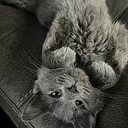 Dink joined the competition — help win amazing prizes! animal, cat, close_up, couch, cute, domestic, ears, feline, fluffy, fur, gray_cat, indoor, lying_down, mammal, paws, pet, relaxed, texture, upside_down, whiskers