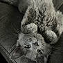 animal, cat, close_up, couch, cute, domestic, ears, feline, fluffy, fur, gray_cat, indoor, lying_down, mammal, paws, pet, relaxed, texture, upside_down, whiskers