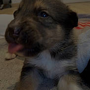 Bouba a rejoint le concours — aidez-le/la à gagner de superbes lots ! puppy, dog, tongue, close_up, blurred, indoor, floor, paw, cute, pet, young, fur, animal, canine, face, background, door, carpet, cozy, home