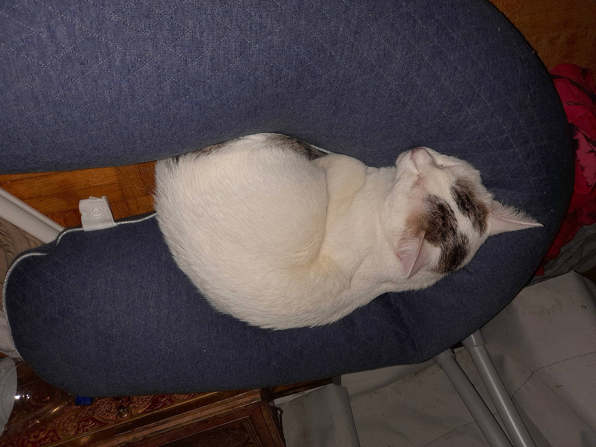 Stitch participe au concours pour gagner de l'argent avec cette photo : canidae, carnivore, cat, comfort, companion_dog, couch, dog_breed, fawn, felidae, fur, linens, nap, siamese, sleep, small_to_medium_sized_cats, snout, sporting_group, tail, terrestrial_animal, whiskers