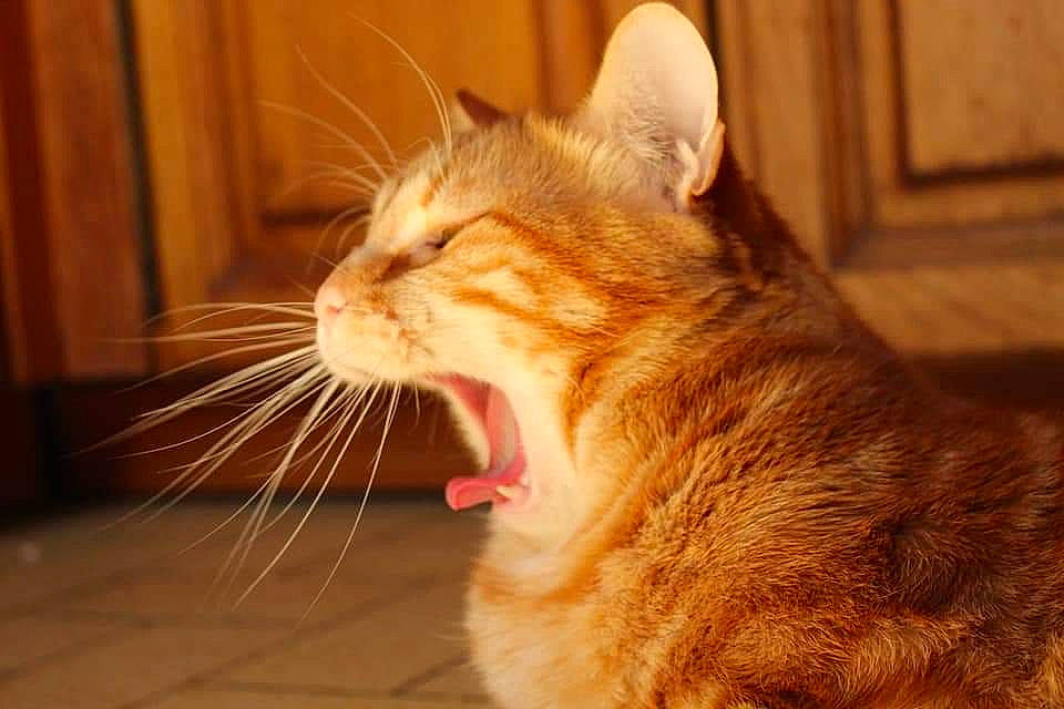 Paluche participe au concours pour gagner de l'argent avec cette photo : aegean_cat, asian, carnivore, cat, close_up, domestic_short_haired_cat, ear, european_shorthair, facial_expression, felidae, fur, mammal, mouth, nose, ojos_azules, small_to_medium_sized_cats, snout, tabby_cat, whiskers, yawn