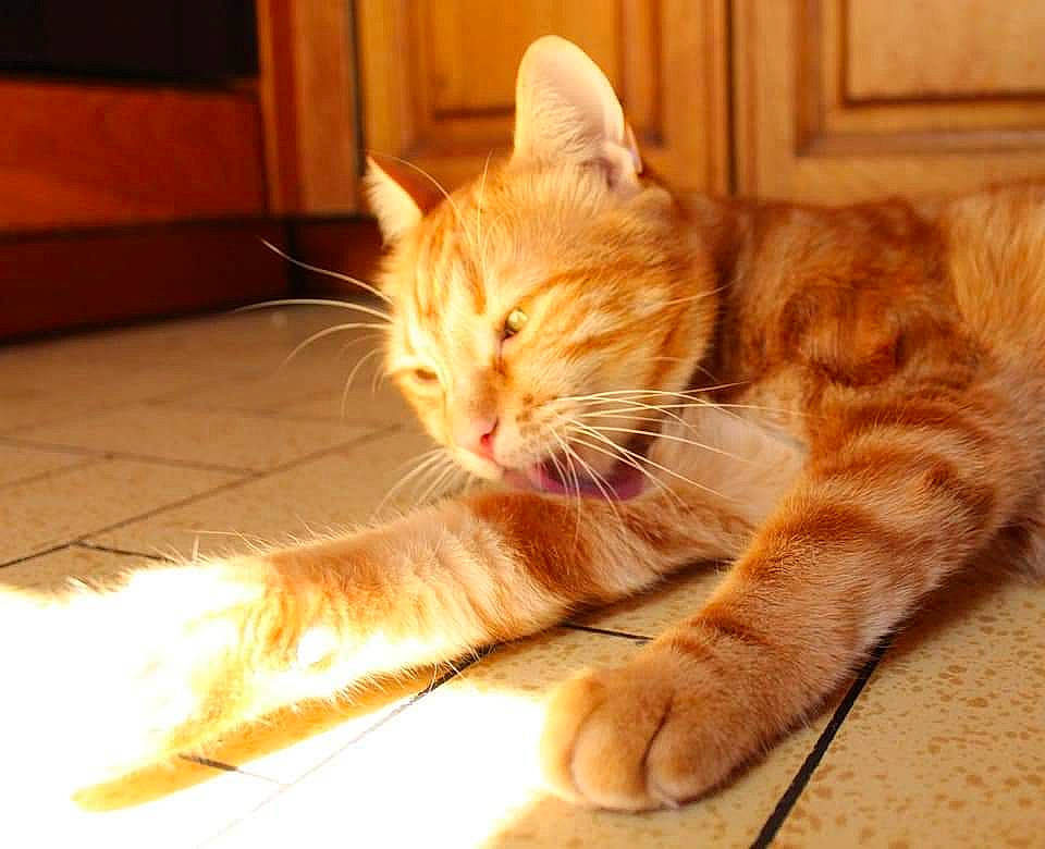 Paluche participe au concours pour gagner de l'argent avec cette photo : aegean_cat, asian, carnivore, cat, claw, domestic_short_haired_cat, ear, european_shorthair, eye, felidae, fur, leg, nose, paw, polydactyl_cat, small_to_medium_sized_cats, snout, tabby_cat, tail, whiskers