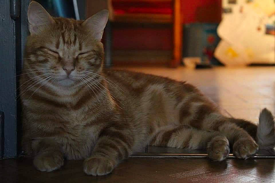 Paluche participe au concours pour gagner de l'argent avec cette photo : american_bobtail, american_shorthair, american_wirehair, asian, australian_mist, california_spangled, carnivore, cat, domestic_short_haired_cat, dragon_li, european_shorthair, felidae, kitten, kurilian_bobtail, mammal, pixie_bob, small_to_medium_sized_cats, tabby_cat, vertebrate, whiskers