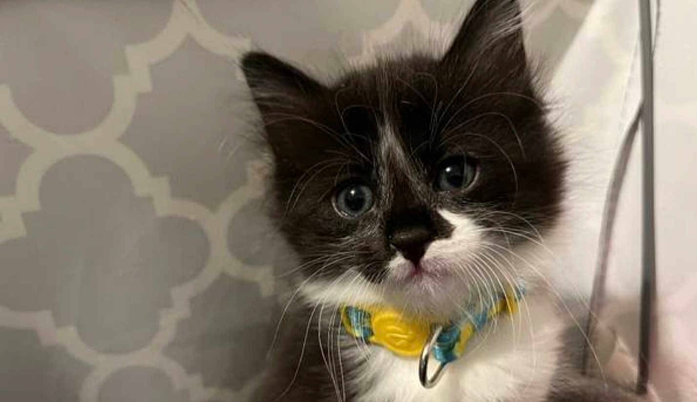 Ziyah joined the competition — help win amazing prizes! kitten, cat, pet, collar, black_and_white, fur, whiskers, close_up, indoor, patterned_background, curious, cute, animal, young, face, eyes, domestic, feline, portrait, soft_light