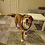 animal, brown, canine, couch, dog, domestic, face, floor, four_legs, fur, furniture, happy, indoor, looking_up, pet, room, table, tail, tile, white
