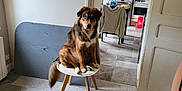 Groot participe au concours pour gagner de l'argent avec cette photo : animal, brown_dog, cabinet, chair, curious, dog, domestic, door, floor, furniture, household, indoor, kitchen, paw, pet, room, sitting, stool, tail, tile_floor