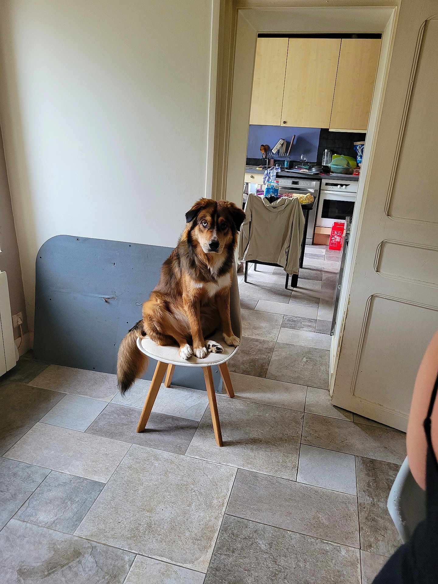 Groot participe au concours pour gagner de l'argent avec cette photo : animal, brown_dog, cabinet, chair, curious, dog, domestic, door, floor, furniture, household, indoor, kitchen, paw, pet, room, sitting, stool, tail, tile_floor