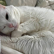 Rosie joined the competition — help win amazing prizes! cat, white_cat, pet, fluffy, sleepy, resting, cozy, blanket, bed, fur, close_up, animal, cute, domestic_animal, whiskers, paw, relaxation, indoor, soft, sleep
