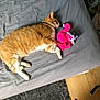 Oups participe au concours pour gagner de l'argent avec cette photo : cat, orange_tabby, sleeping, bed, gray_sheet, plush_toy, pink_flamingo, indoor, cozy, pet, fur, animal, resting, cute, domestic_cat, feline, soft_toy, relaxation, home, nap