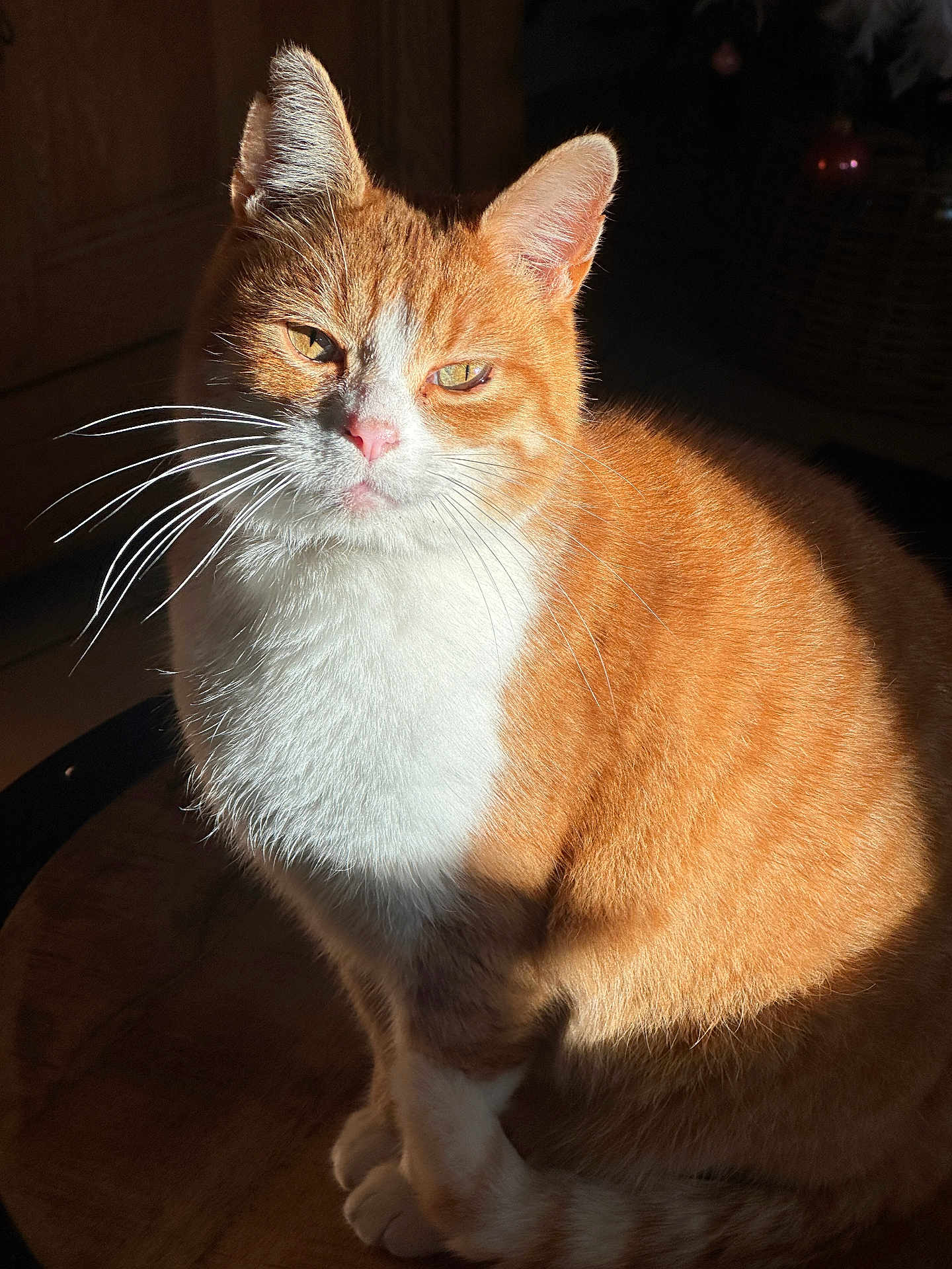 Oups a rejoint le concours — aidez-le/la à gagner de superbes lots ! cat, orange_cat, white_fur, domestic_cat, pet, animal, whiskers, sitting, indoor, sunlight, wood_surface, calm, feline, closeup, portrait, fur_texture, ears, eyes, pink_nose, quiet