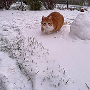 Oups a rejoint le concours — aidez-le/la à gagner de superbes lots ! cat, orange_cat, snow, snowy_yard, grass, bushes, outdoor, winter, animal, pet, feline, nature, garden, snow_mound, curious, walking, cold, white_snow, green_grass, frozen
