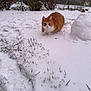 cat, orange_cat, snow, snowy_yard, grass, bushes, outdoor, winter, animal, pet, feline, nature, garden, snow_mound, curious, walking, cold, white_snow, green_grass, frozen