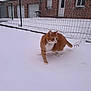 cat, orange_cat, snow, outdoor, fence, brick_house, winter, animal, pet, fur, white_snow, cold, walking, curious, backyard, door, window, quiet, daylight, nature