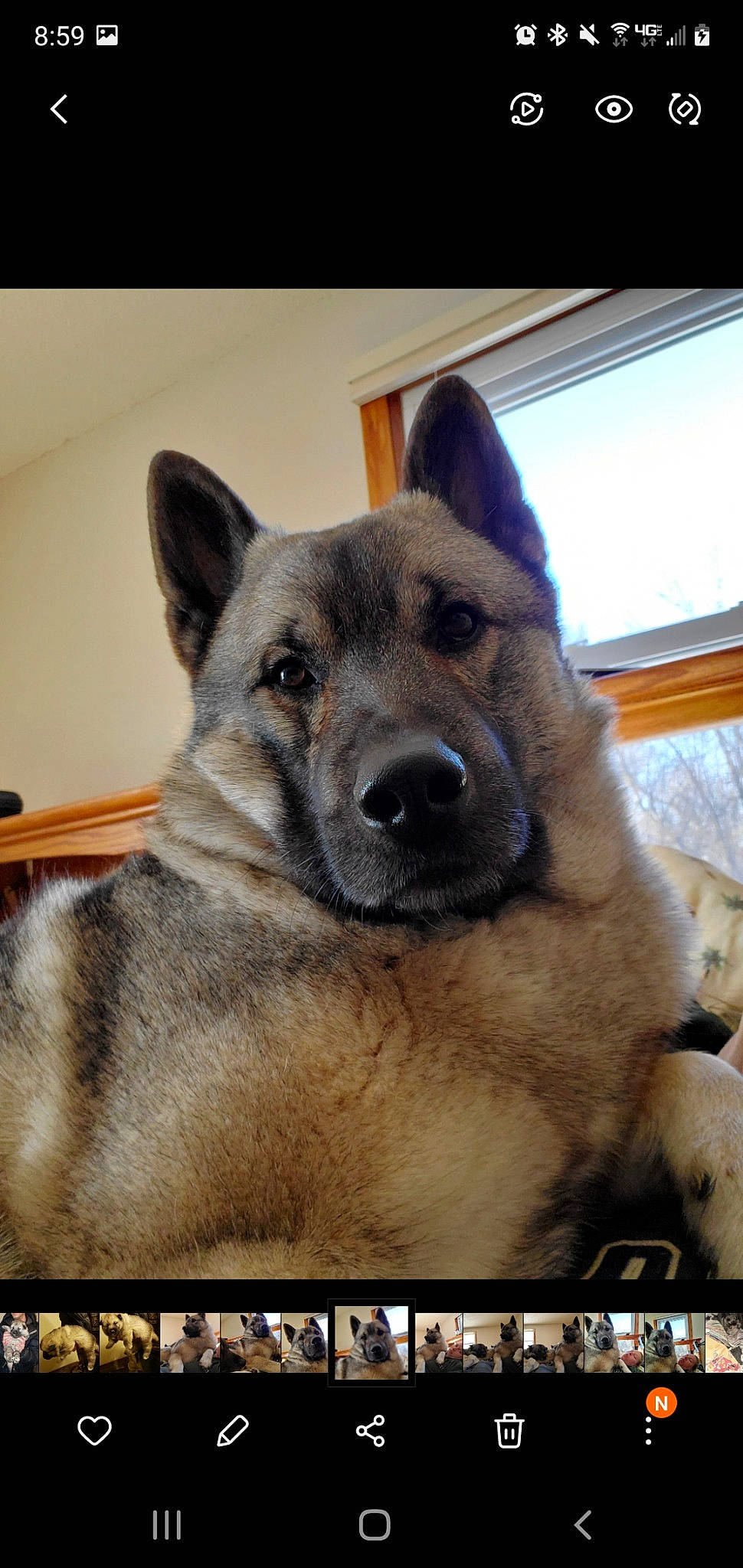 Cannon joined the competition — help win amazing prizes! canidae, carnivore, companion_dog, dog, dog_breed, east_european_shepherd, fur, german_shepherd_dog, giant_dog_breed, herding_dog, king_shepherd, photo_caption, rectangle, sky, snout, sporting_group, terrestrial_animal, window, working_animal, working_dog