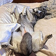 Lulu joined the competition — help win amazing prizes! dog, bed, pillows, blanket, fur, pet, canine, lying_down, indoor, cozy, relaxed, cute, animal, four_legs, ears, paw, looking, fur_texture, domestic, resting