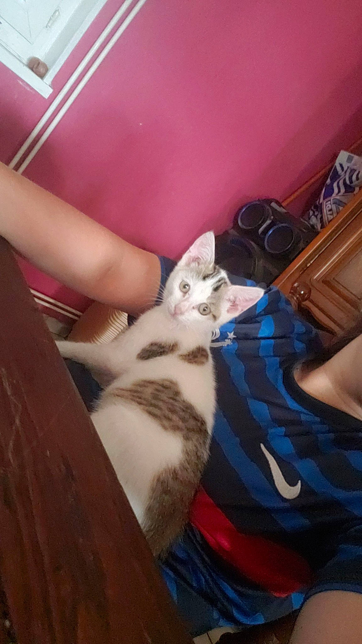 Chipie a rejoint le concours — aidez-le/la à gagner de superbes lots ! carnivore, cat, comfort, domestic_short_haired_cat, fawn, felidae, flooring, foot, fur, hardwood, human_leg, lap, paw, room, sitting, small_to_medium_sized_cats, tail, thigh, whiskers, wood