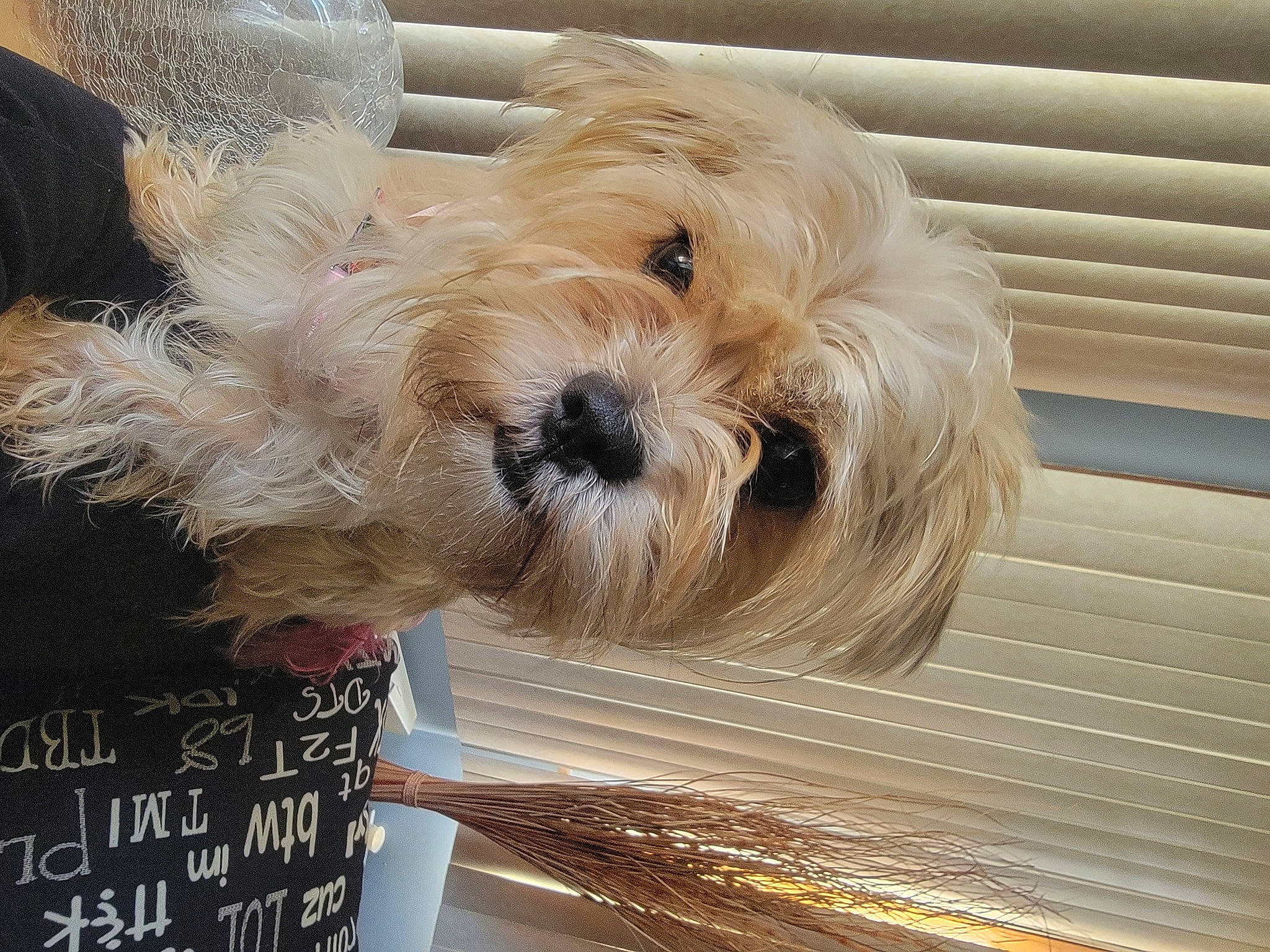 Penny is registered to the contest to win money with this photo: canidae, carnivore, collar, companion_dog, dog, dog_breed, dog_collar, dog_supply, fawn, flooring, handwriting, hardwood, liver, small_terrier, snout, sporting_group, terrier, toy_dog, wood, working_animal