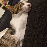 Luna participe au concours pour gagner de l'argent avec cette photo : cat, tabby, sleeping, white_fur, black_fabric, close_up, indoor, pet, cozy, resting, feline, whiskers, blurred_background, nap, texture, soft, fur, cute, relaxed, domestic